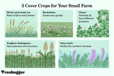 13 Best Examples of Cover Crops for Your Small Farm | Potager