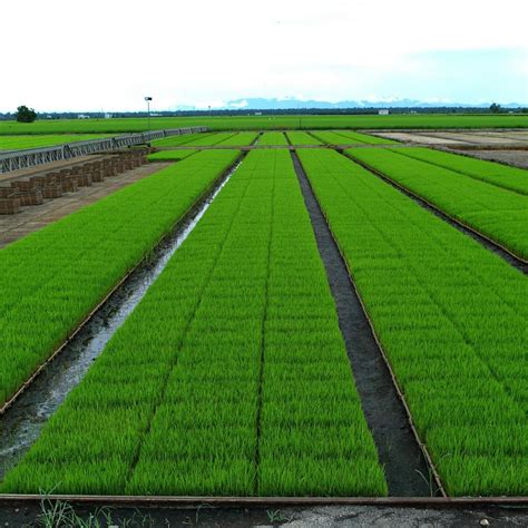 Sekinchan Paddy Fields - All You Need to Know BEFORE You Go