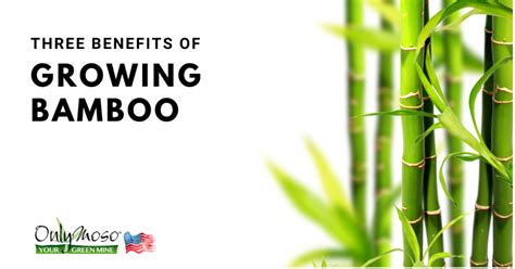 3 Main Benefits of Growing Bamboo | (877) 340- 6755 – OnlyMosoUSA