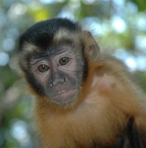 Cebus apella | Brown Capuchin Monkey. Very common throughout… | Flickr