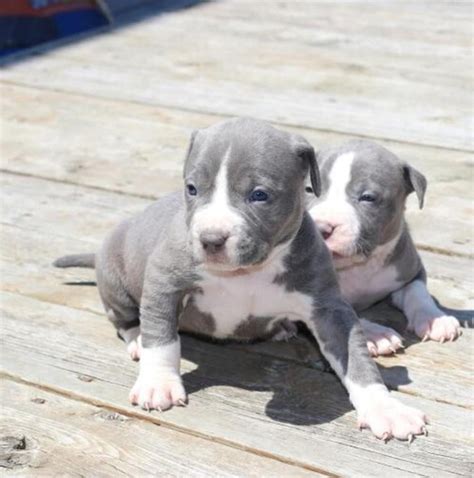 American Pit Bull Terrier Puppies For Sale | Columbus, OH #244600