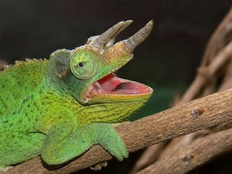 Twelve Bad, Bad Motherfuckers: The Truth about Chameleons – Garden Path