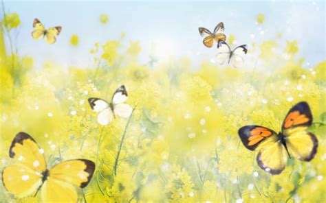 Yellow Butterfly Wallpapers - Top Free Yellow Butterfly Backgrounds ...