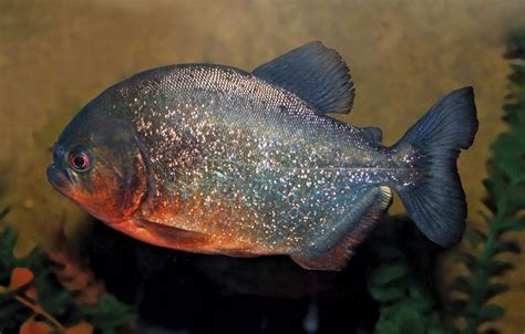 Piranha | Description, Size, Diet, Habitat, & Facts | Britannica