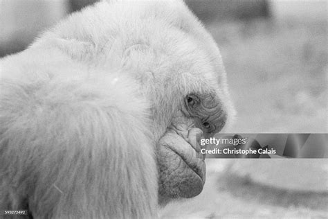 Barcelona Zoo. Copito de Nieve is the only albino gorilla recorded on ...