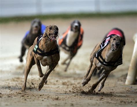 GREYHOUND RACING: TONIGHT’S BRANDYWELL RESULTS – Derry Daily