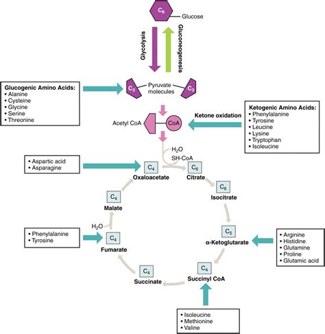 Protein Metabolism | Anatomy and Physiology II | | Course Hero