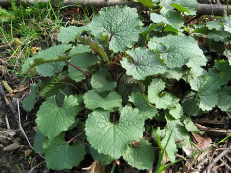 Garlic Mustard: A Delicious Invasive — Four Season Foraging