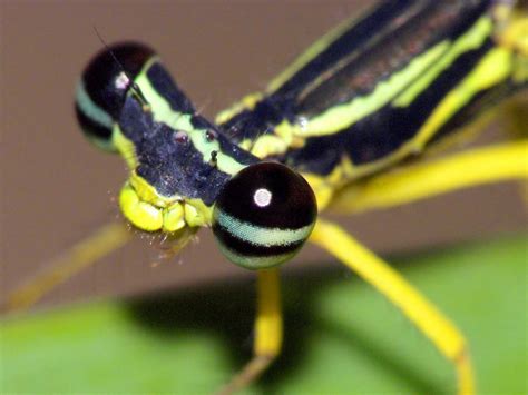 64 Macrophotography / Microphotography of Flying Insects or Bugs ...