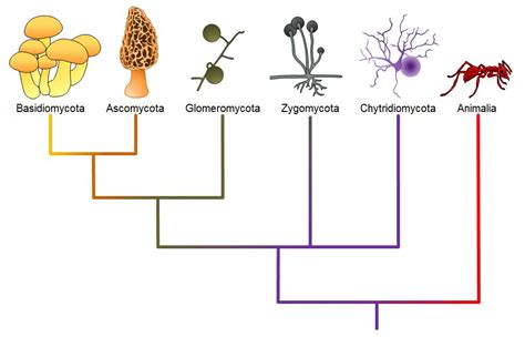 Classifications of Fungi – Introductory Biology: Evolutionary and ...