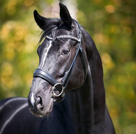 Hanoverian | Horse breed - Portrait & Profile