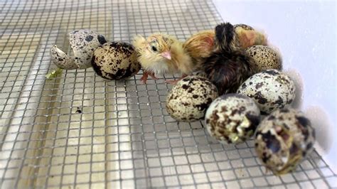 Hatching Quail Eggs in Homemade Incubator II How do you Hatch Quail ...