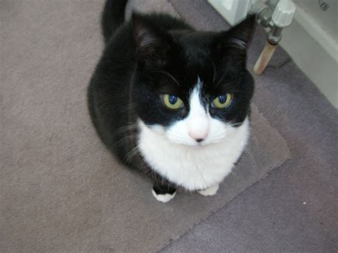 File:Tuxedo Cat.jpg - Wikipedia