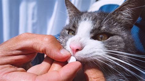 Metronidazole for Cats: Uses, Dosage, Side Effects - GoodRx