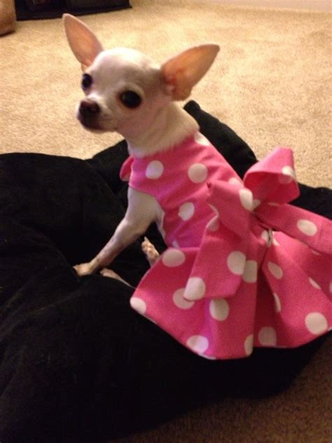 Dress I made for Piper. | Small dog clothes, Dog clothes diy, Puppy clothes