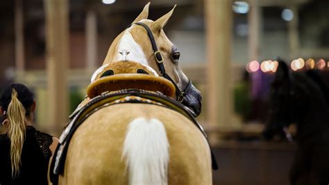 US Equestrian Announces Refinements to Licensing for USEF Lite ...