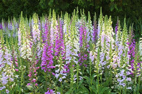 Foxglove Garden in Golden Gate Park Photograph by Carol Groenen - Fine ...