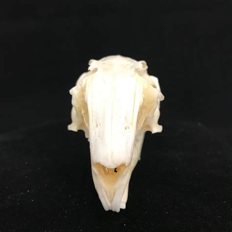 Beautiful Cottontail Rabbit skull for sale from natur. Real bone.