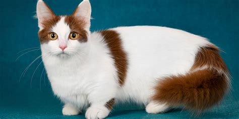 8 Lovable Cat Breeds With Short Legs (With Pictures) - Cats.com