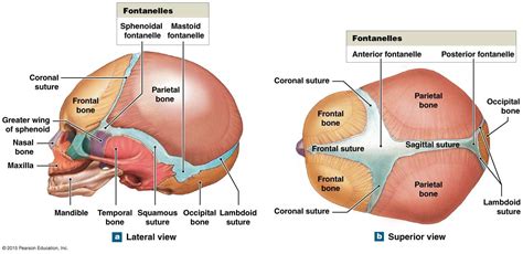 infant skull and fontanelles | Human anatomy and physiology, Medical ...