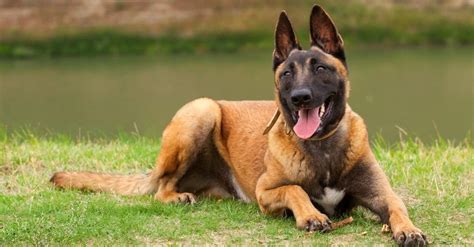 Is A Belgian Malinois A Good First Dog - Unbiased Living