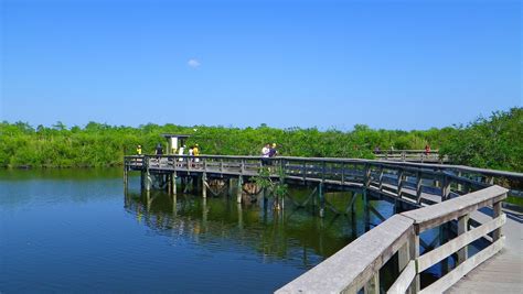 The Anhinga Trail in Everglades National Park | Everglades national ...