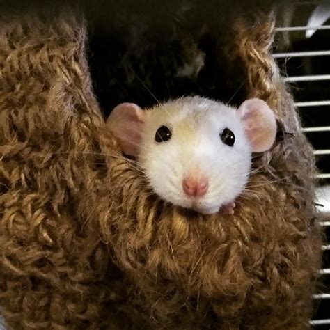 I can't even start with how cute Ginger was being tonight! 🥰 : RATS