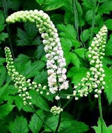 Black Cohosh Seeds Minimum 10 Seeds Cimicifuga racemosa Seed | Etsy