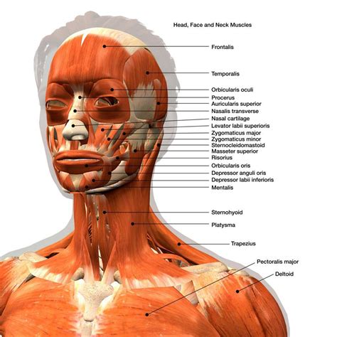 Face Muscles Anatomy Facial Anatomy Head Anatomy Human Body Anatomy ...