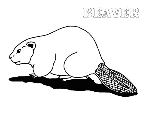 Beaver coloring page - Animals Town - Free Beaver color sheet