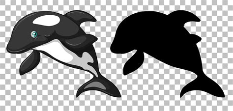 Cute orca whale and its silhouette 1426688 Vector Art at Vecteezy