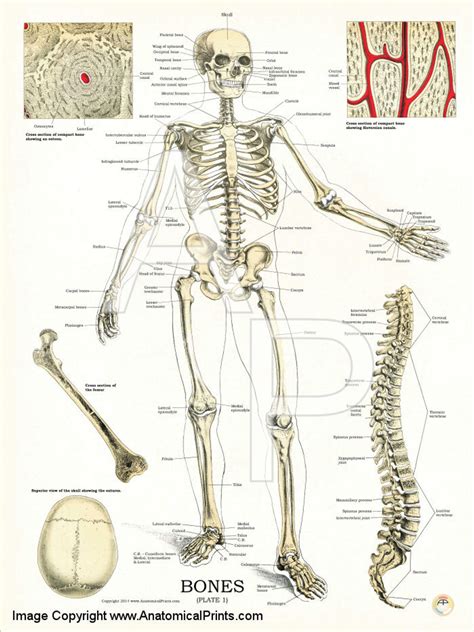 Human Skeleton -Anatomy and Physiology Poster - Clinical Charts and ...