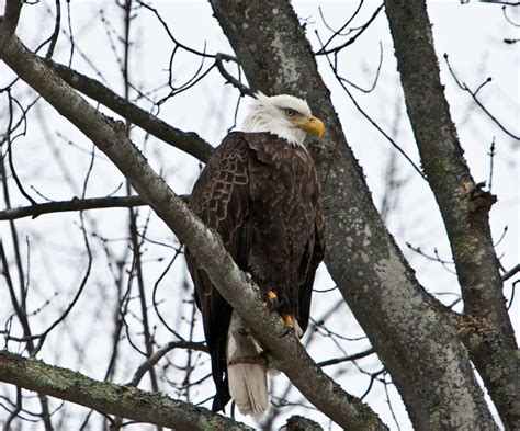 Michigan Bald Eagles - Northern Michigan | Guide Service | Steelhead ...