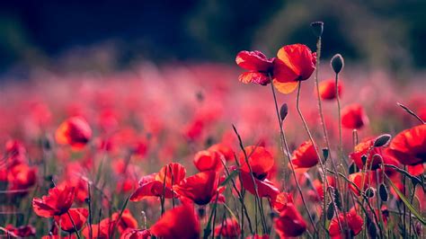 Update more than 69 wallpaper with poppies best - in.cdgdbentre