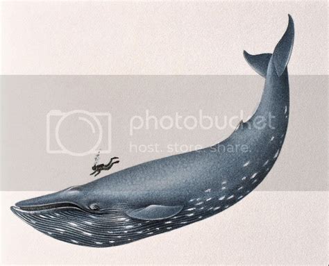 Blue Whale Image | Blue Whale Picture Code