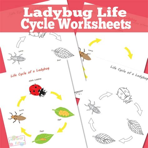 Ladybug Life Cycle Worksheet - Itsy Bitsy Fun