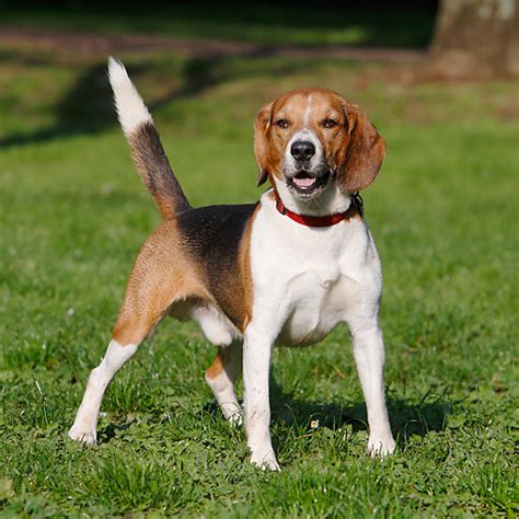 beagle - Animal Stock Photos - Kimballstock