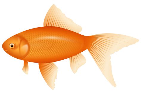 Orange Fish Clipart