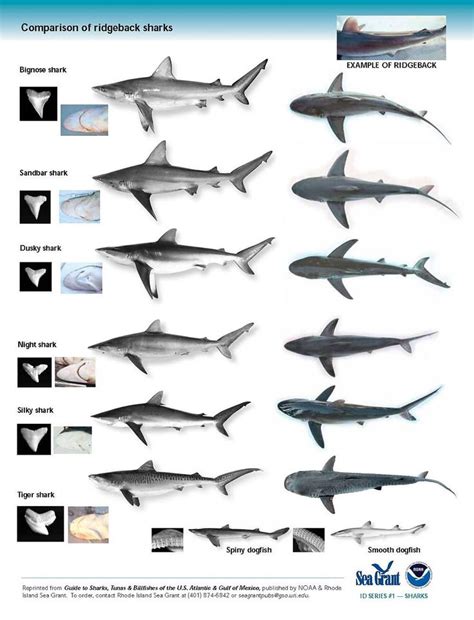 Pin on serpiente in 2024 | Types of sharks, Shark images, Shark