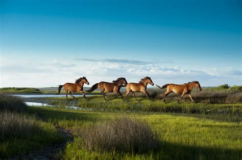 Shackleford Banks - Horses Running