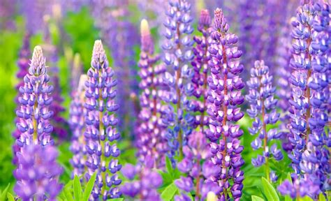 Lupine Flower: Meaning, Symbolism, and Colors | Pansy Maiden