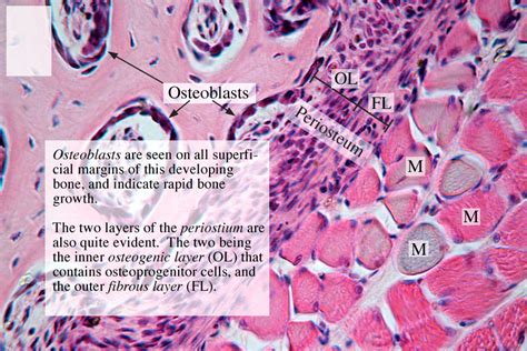 Compact Bone (Decalcified) Series, Osteoblasts_40x