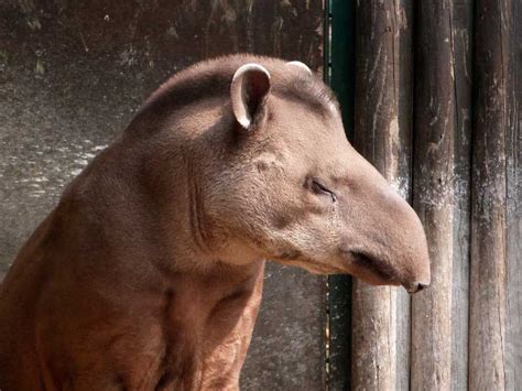 Tapir Facts, Pictures & Video: Learn About This Rare Rainforest Mammal ...