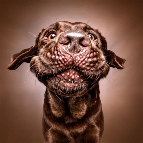 Funny (Dog) Faces – Erblicken.com