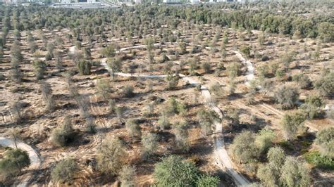 New 10km Trail Unveiled At Mushrif National Park For Hikers