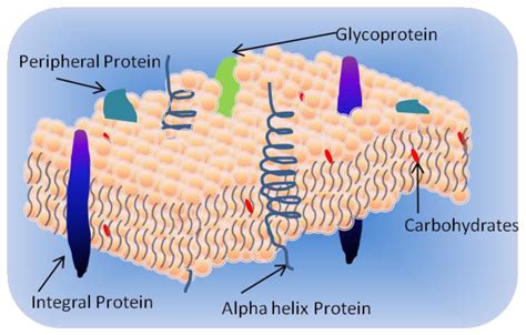 Phospholipid Bilayer Diagram