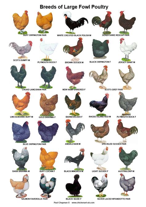 A4 Posters. Breeds of Poultry, 2 Different Posters - Etsy | Chickens ...