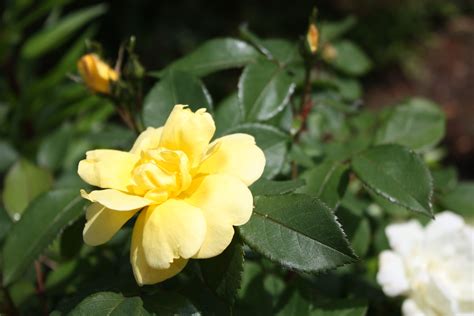 My yellow Double Knockout Roses have been blooming nonstop since late ...