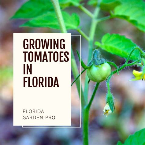 A Guide To Growing Tomatoes In Florida - Florida Gardening Pro