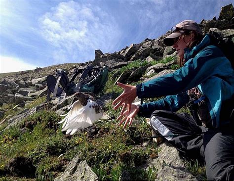 Colorado Parks and Wildlife sheds light on state’s 350 most sensitive ...